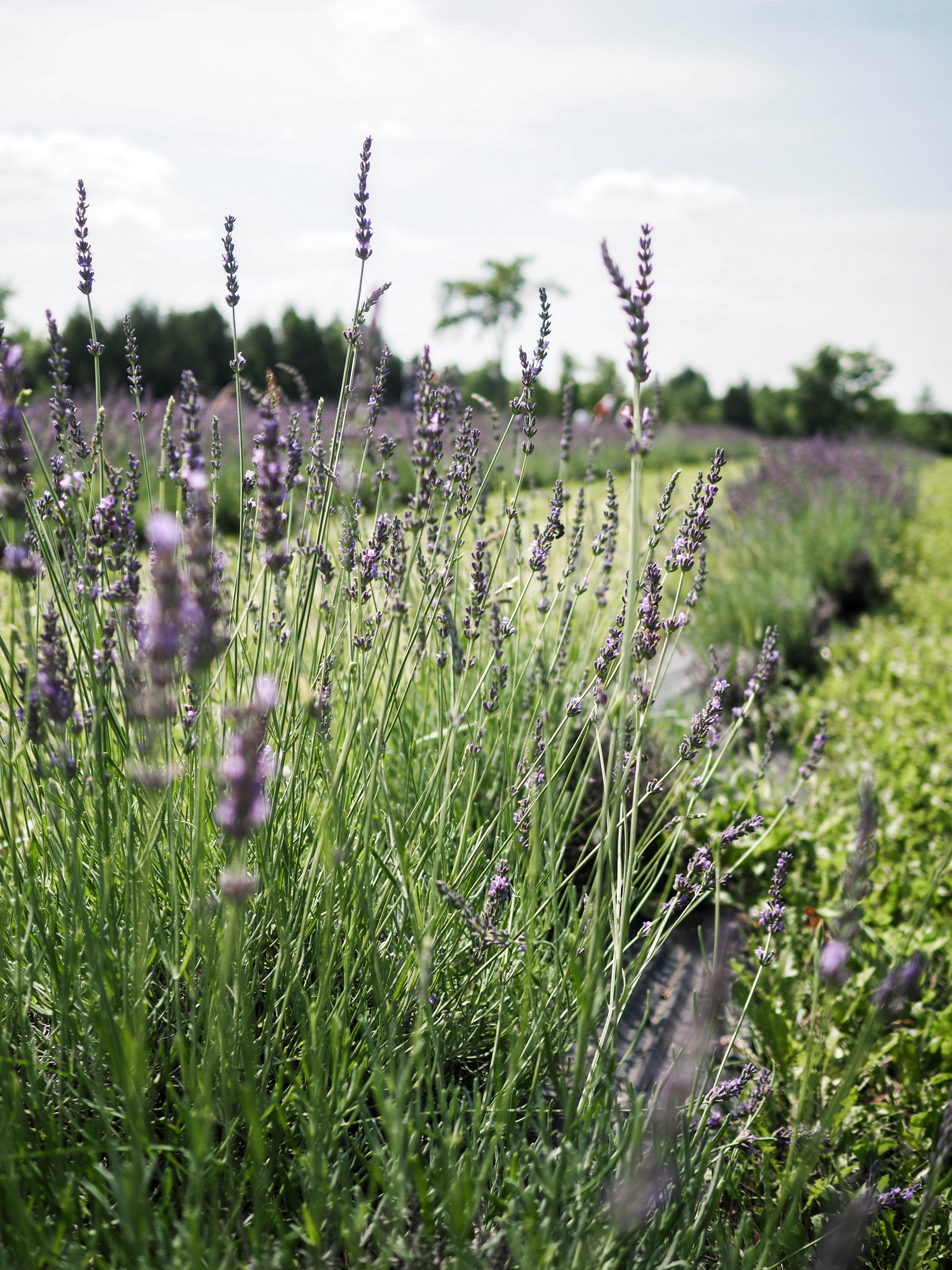 MON MODE | Fashion Blogger | Toronto Blogger |Terre Bleu Lavender Farm